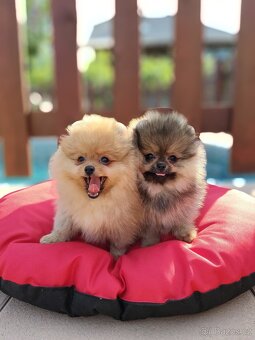 Pomeranian s PP - 5