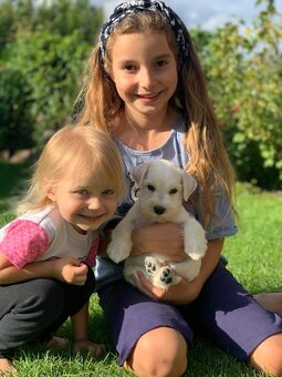 Knírač malý bílý s PP - CHS Švarcava - 5