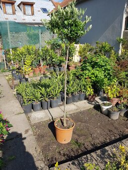 Olivovník, stromky, rostliny do zimní zahrady - 5