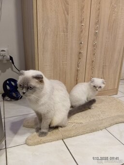 Krásný skotský klapouchý kocourek - 5