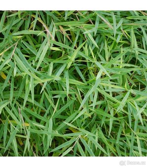 Bambus Fargesie - Semena - 5