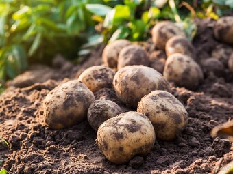 Přebytek ČESKÝCH BRAMBOR 6kč/kg - 5