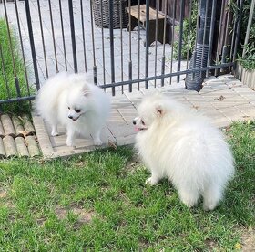 Pomeranian puppies for sale - 5