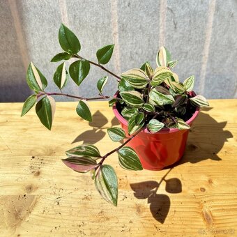 Voděnka, Tradescantia "Quadricola", baby - 5