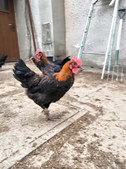 Kohoutci marans - 5