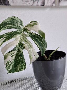 Monstera albo variegata - 5