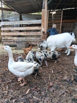 Gottingenská mini-prasátka - 5