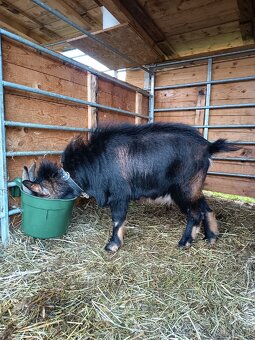 Holandská zakrslá - 5