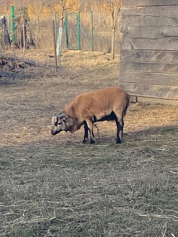 Kamerunská ovce - jehňata - 5