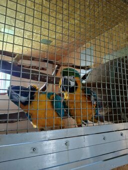 Ara Ararauna 1,1 REZERVOVÁNO - 5