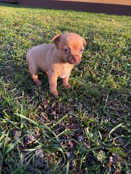 Čivava - štěňata bez pp - 5