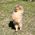 Pomeranian - 5