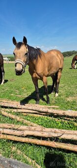 Quarter horse k prodeji - 5