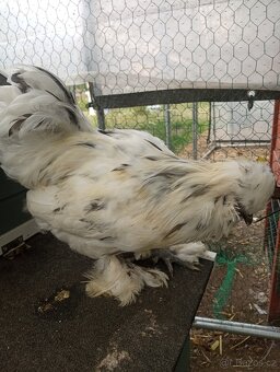 Hedvábnička satén kohoutek + slepička - 5