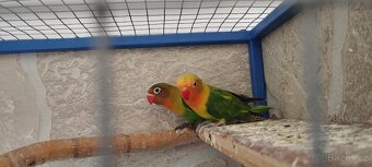 Agapornis Fišerův - 5