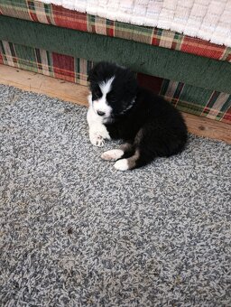 Australský ovčák bez PP - 5