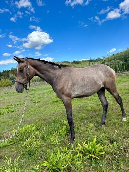 Hřebeček po Cannon Reuvekamp’s Z - 5