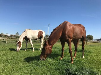 Predám 10 ročného žrebca Paint Horse - 5