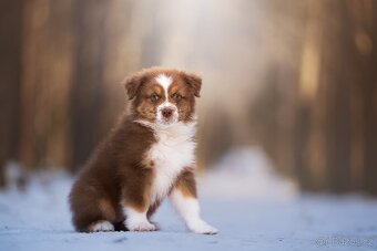 Prodej štěněte Australského ovčáka - 5