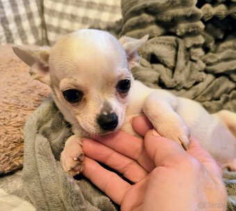 Čivava - štěňátka - 5