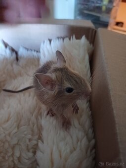 Osmák degu - 5