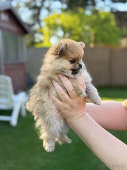 POMERANIAN s PP FCI - 5