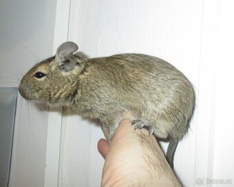 Osmák Degu - mláďata - 5