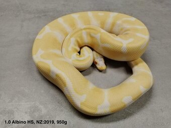 Krajta královská subadult a adult - 5