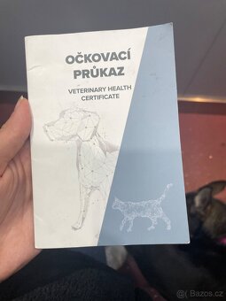 Německý ovčák křížený s Anitou - 5