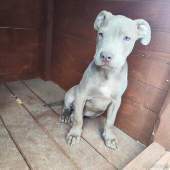 Americký pitbulterier pitbul pitbull lilac - 5