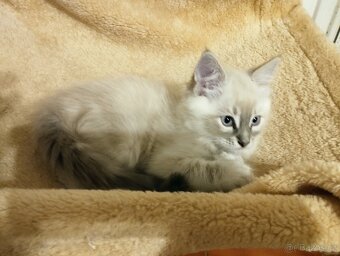 Ragdoll kříženec - 5