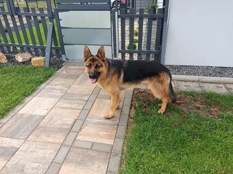 Nabízím krytí NO s rodokmenem - 5