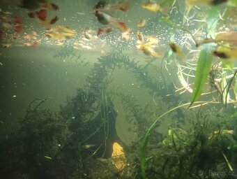 Prodej s vlastního chovu - 5