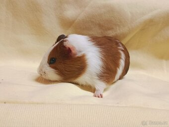 Morče sameček ♂️ - 5