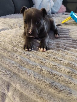 Stafordšírský bulteriér - 5