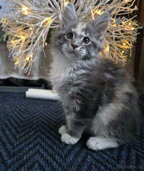 Mainská mývalí - 5