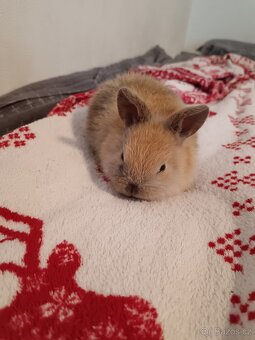 Zakrslý králík králíček - 5