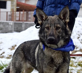 BOLEK K ADOPCI - 1,5 ROKU, PŘÁTELSKÝ,KONTAKTNÍ,HRAVÝ - 5