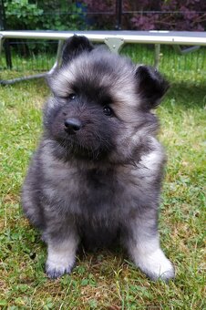 Vlčí špic / Keeshond - 5