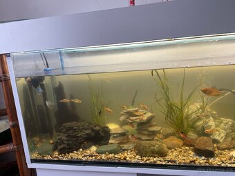 🐠 Velké vybavené akvárium 270L + skříňka (kompletní set) - 5