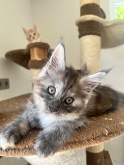 Maine coon s PP - 5