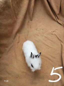 Zakrslý králíci - 5