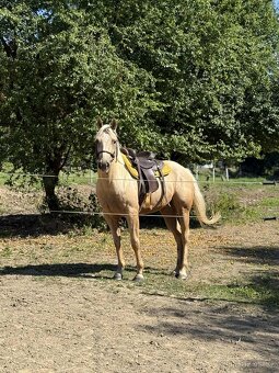 Palomino kobylka - 5