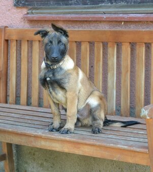 Belgický ovčák malinois s PP - 5