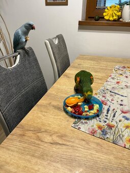 Alexandr malý - samička 5 měsíců - 5