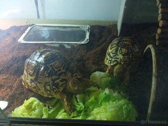 Želva pardálí - 5