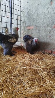 Kohout - Brahmanka velká (nestandardní zbarvení) - 5