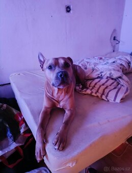 American Staffordshire terrier bez PP - 5