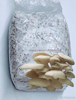 Hlíva ústřičná, plicní, modrá, žlutá, růžová, královská - 5