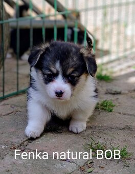 Welsh Corgi Pembroke, s PP FCI, NATURAL BOB - 5
